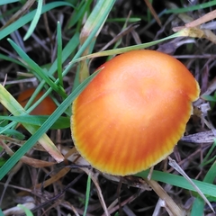 Hygrocybe insipida