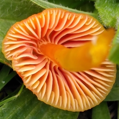Hygrocybe insipida