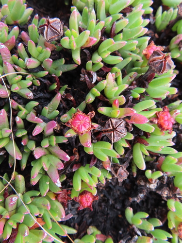 Acrodon parvifolius (Acrodon parvifolius)