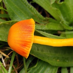 Hygrocybe insipida