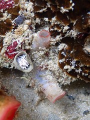 Pyuridae