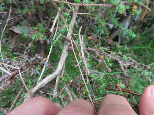 Image of Cliffortia filicaulis by (c) linkie, some rights reserved (CC BY)