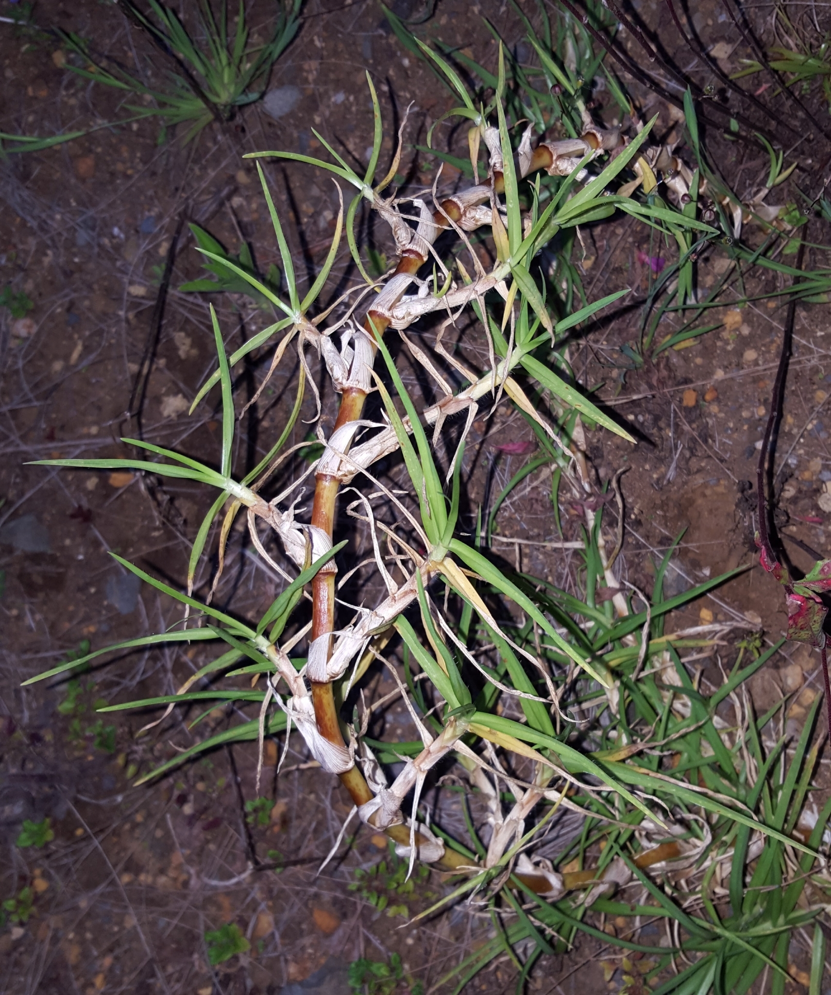 (c) François Rousseu, certains droits réservés (CC BY-NC) https://www.inaturalist.org/observations/99523173