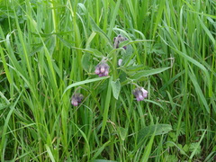 Symphytum officinale