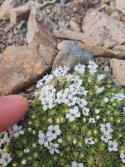 Veronica pulvinaris