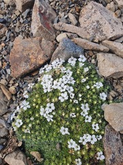 Veronica pulvinaris
