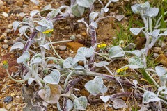 Arctotheca populifolia