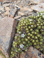 Veronica pulvinaris