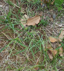 Digitaria