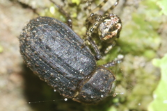 Trox scaber