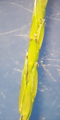 Digitaria