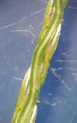 Digitaria