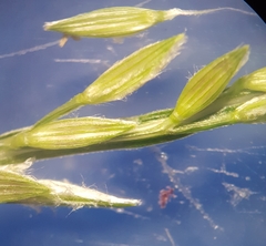Digitaria
