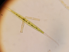 Closterium kuetzingii