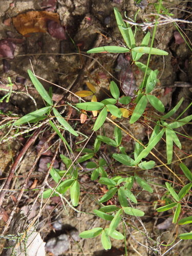 Image of Oxalis duriuscula by (c) linkie, some rights reserved (CC BY)