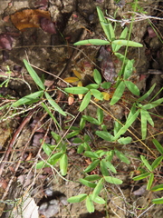 Oxalis duriuscula