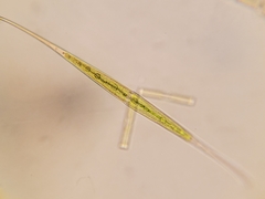 Closterium kuetzingii