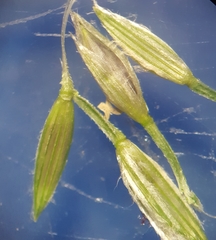 Digitaria