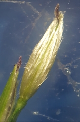 Digitaria