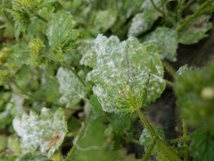 Phacelia malvifolia