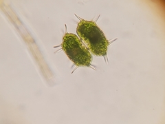 Xanthidium antilopaeum