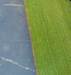 Digitaria