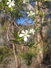 Ricinocarpos pinifolius