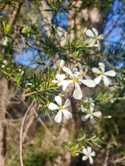Ricinocarpos pinifolius