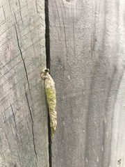 Liothula omnivora