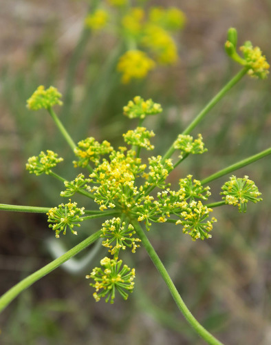 Packard's desertparsley (Lomatium packardiae)