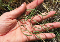 Lomatium packardiae