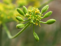 Lomatium packardiae