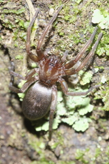 Hypodrassodes maoricus