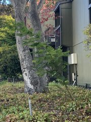 Acacia dealbata dealbata