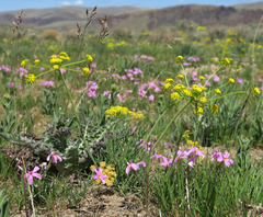Lomatium packardiae