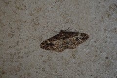 Pseuderannis lomozemia