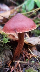 Cortinarius neosanguineus