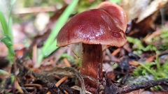 Cortinarius neosanguineus