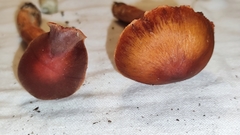 Cortinarius neosanguineus