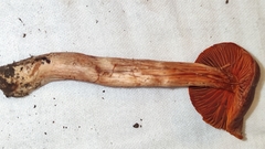Cortinarius neosanguineus