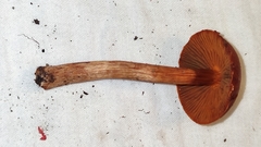 Cortinarius neosanguineus