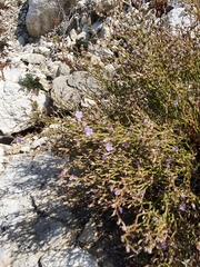 Limonium zacynthium