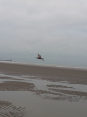 Larus argentatus