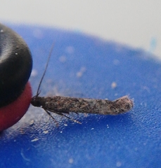 Phthorimaea operculella