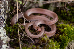 Enulius flavitorques