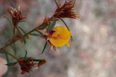 Pultenaea paleacea