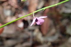 Tetratheca juncea
