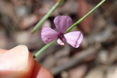 Tetratheca juncea