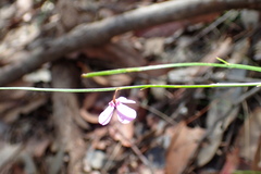 Tetratheca juncea