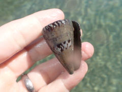 Conus capitaneus